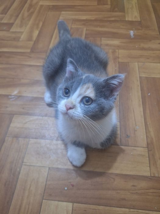 Котёнок пароды Скотиш страйт девочка