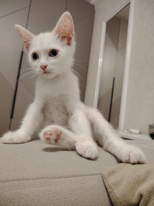 Пристраивается котёнок мальчик
