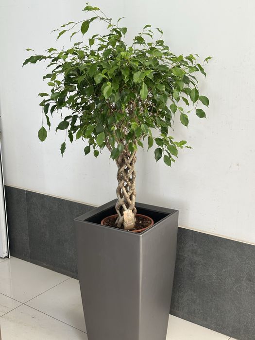 Офисные растения