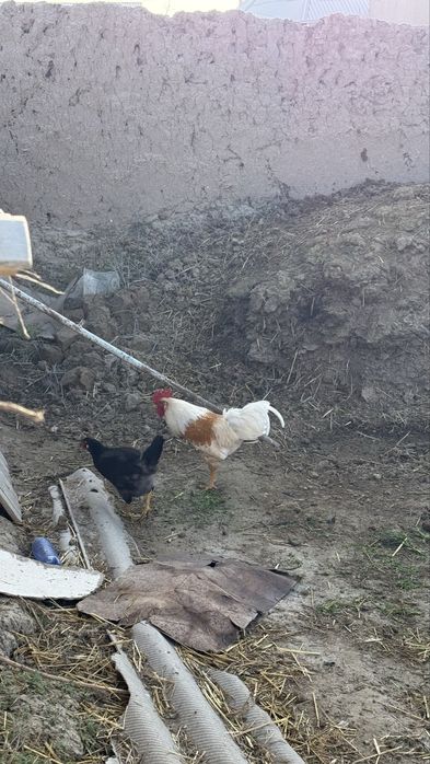 Хурозлар Сотилади Соглом