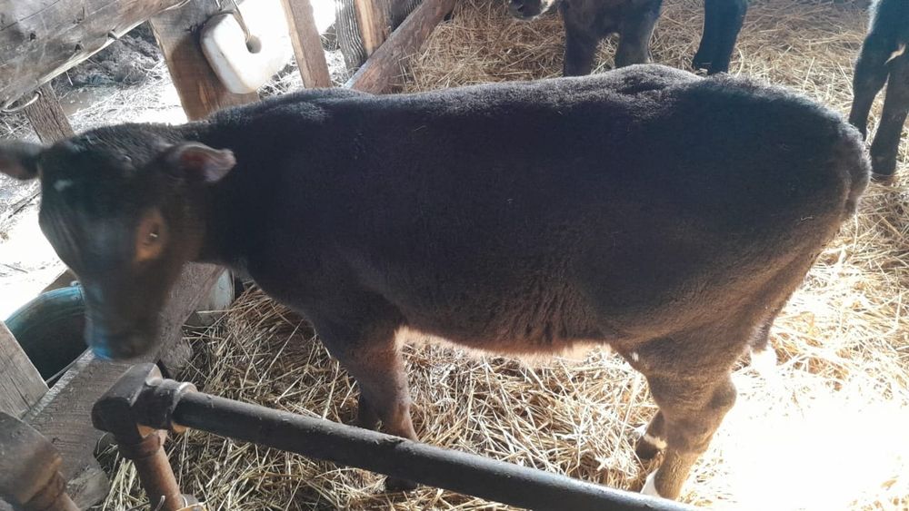 Продам телят оптом