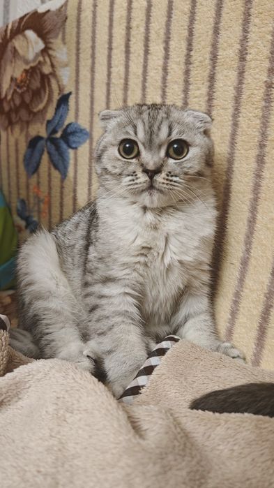Котенок Скоттиш Фолд