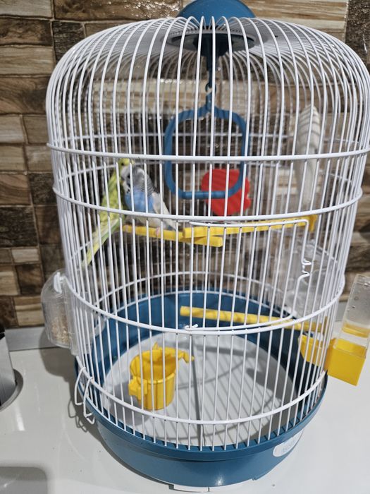 Vând 2 perusii cu colivie inclusa