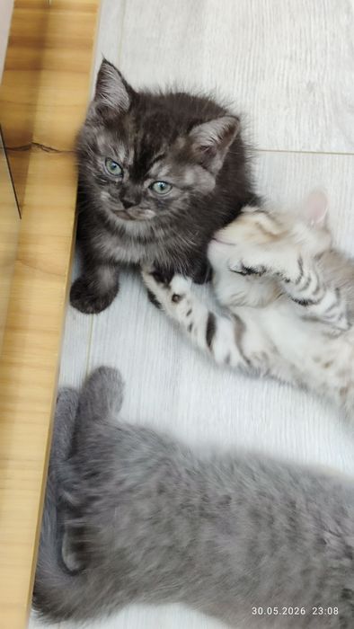 Серебристая шшеншила скоттиш фолд