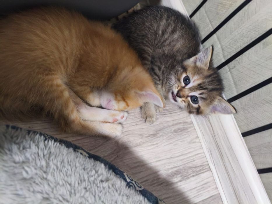 Котята, отдадим в добрые руки