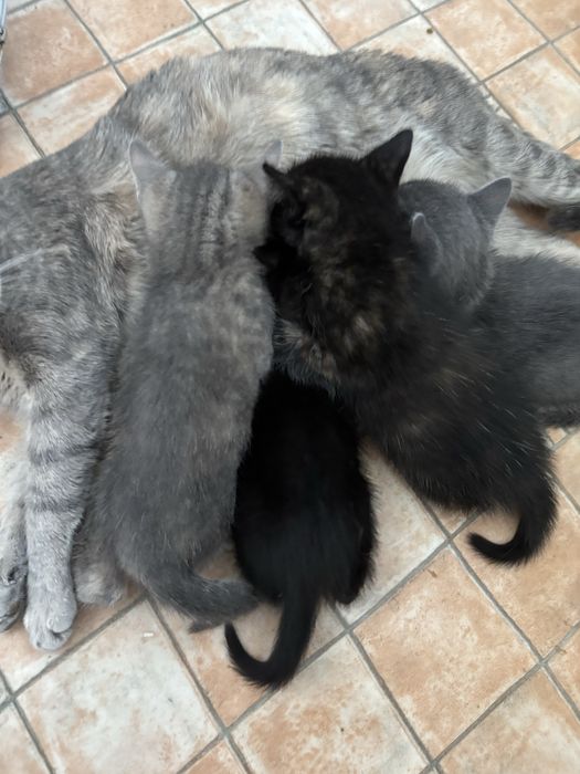 Котята ищут дом
