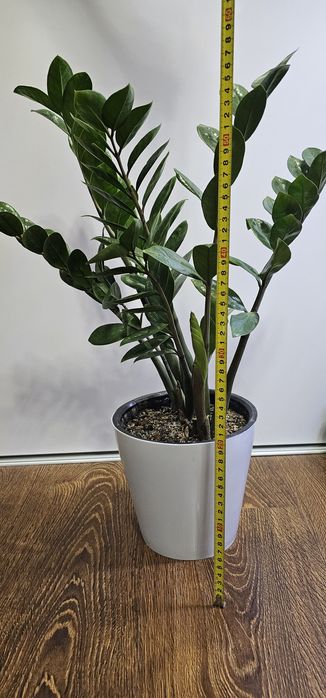 Продаются комнатные растения