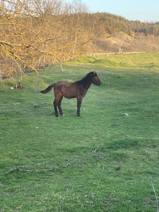 Продавам мъжко конче на 7 месеца