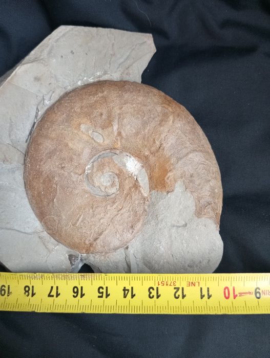 Фосил на  амонит