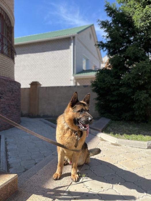 Немецкая овчарка вязка