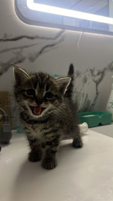 Продам котенка шотландская