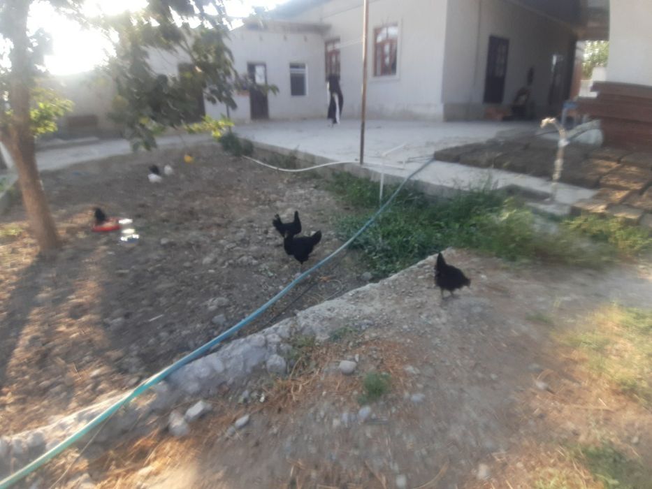 Andijon Qora Tovuqlari sotiladi