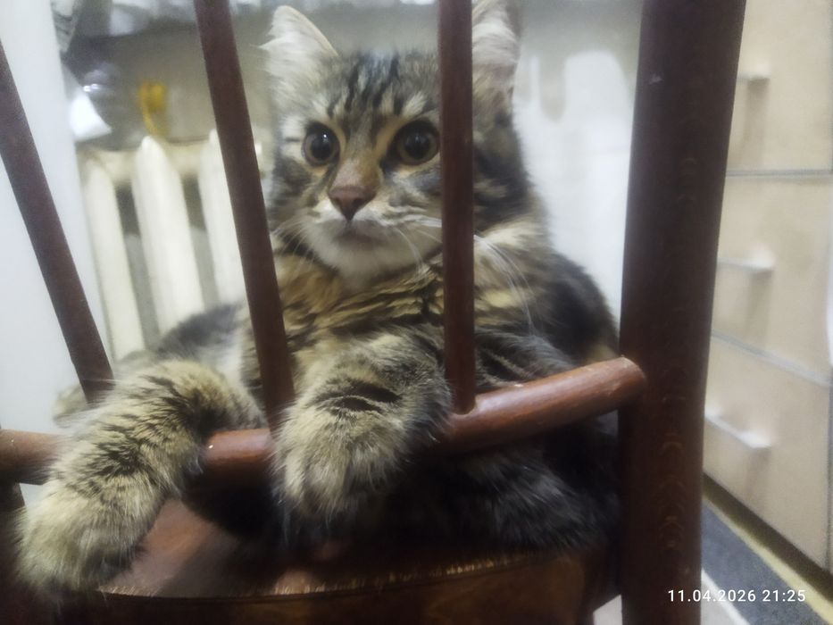 Кот и кошка в добрые руки