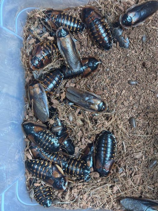 Аргентинский таракан (Blaptica dubia)