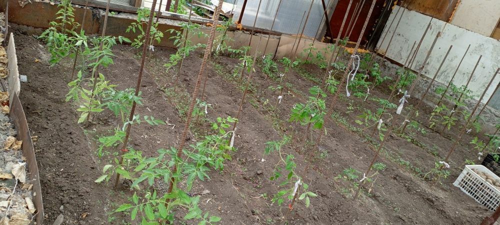 Продаю срочно дачу ДО МИЧУРИНЕЦ