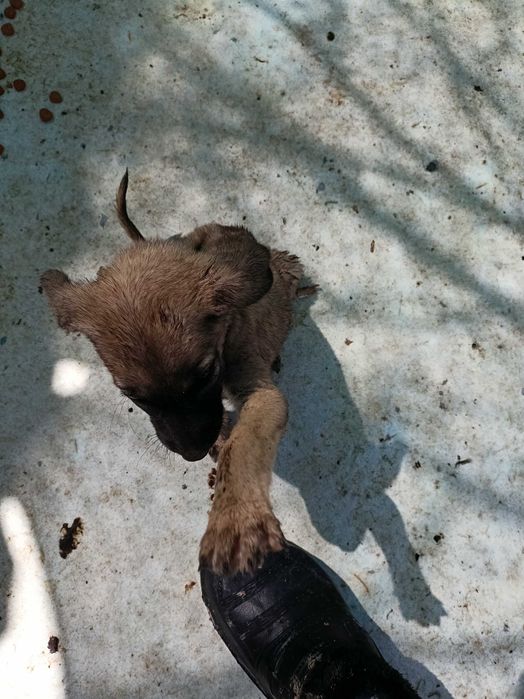 Щенки разных возрастов