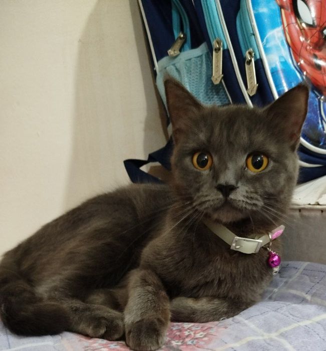 Mushukchalar sotiladi