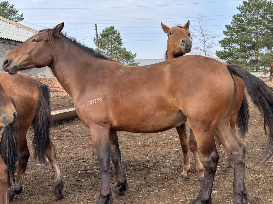 Ту биелер сатылады