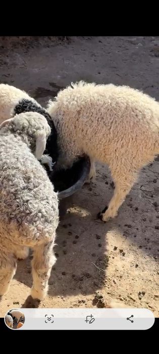 Оттыққан Қозылар