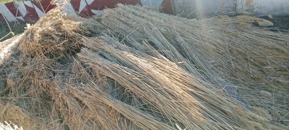 Камыс 270 теге шымкет