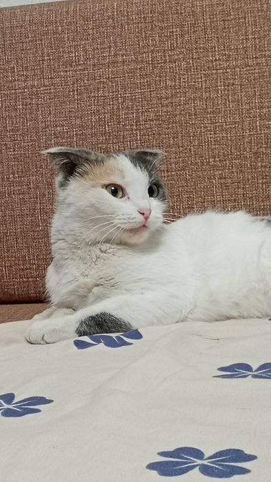 Продам британскую вислоухую кошку