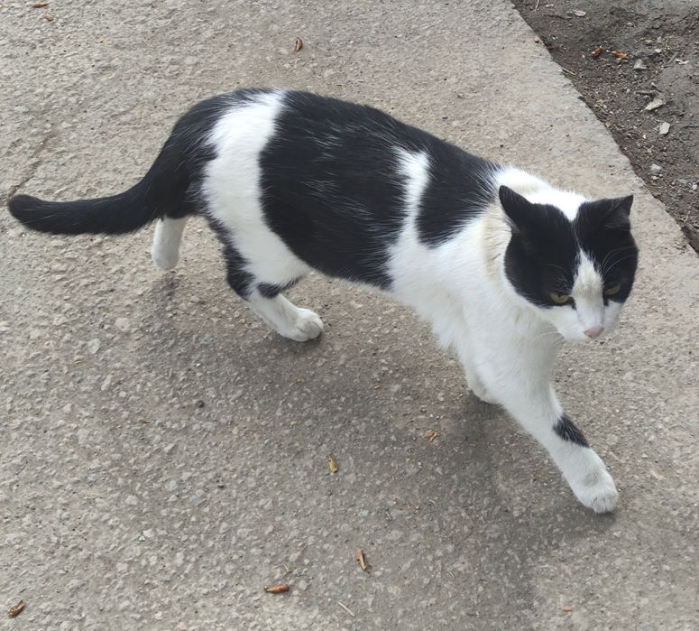 Кошечка ищет хозяев !