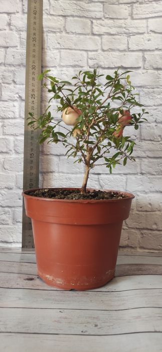 Продам гранатовое дерево