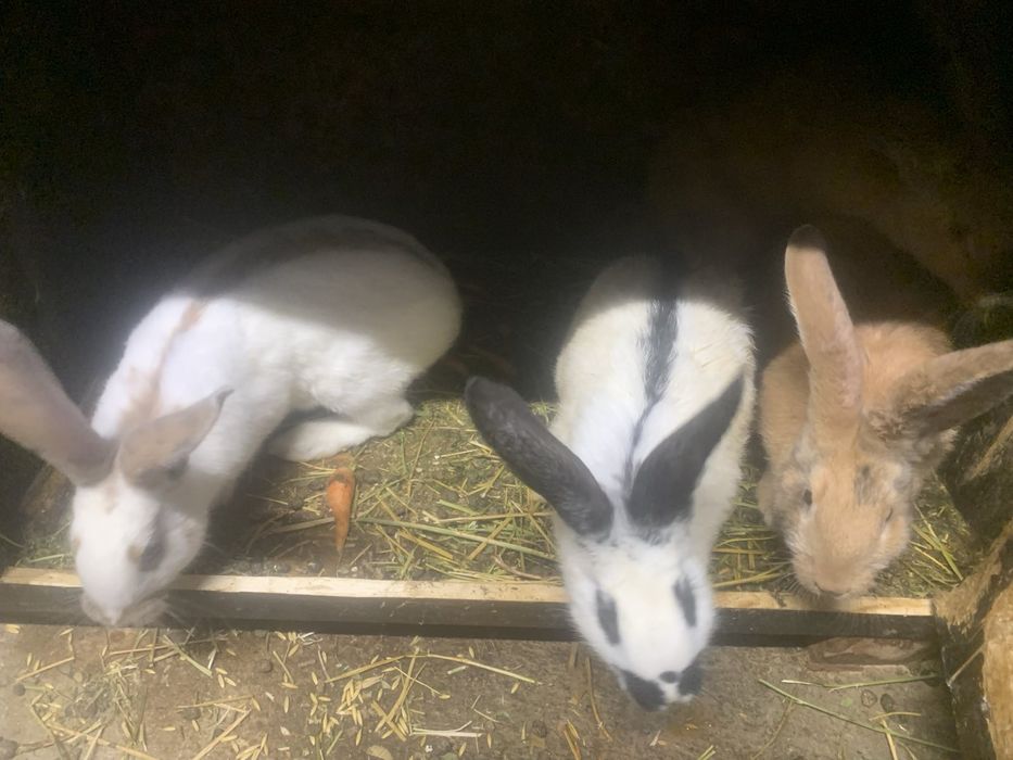 Налични зайци различни породи