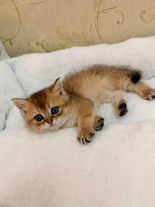 Британец (золотая шиншилла)