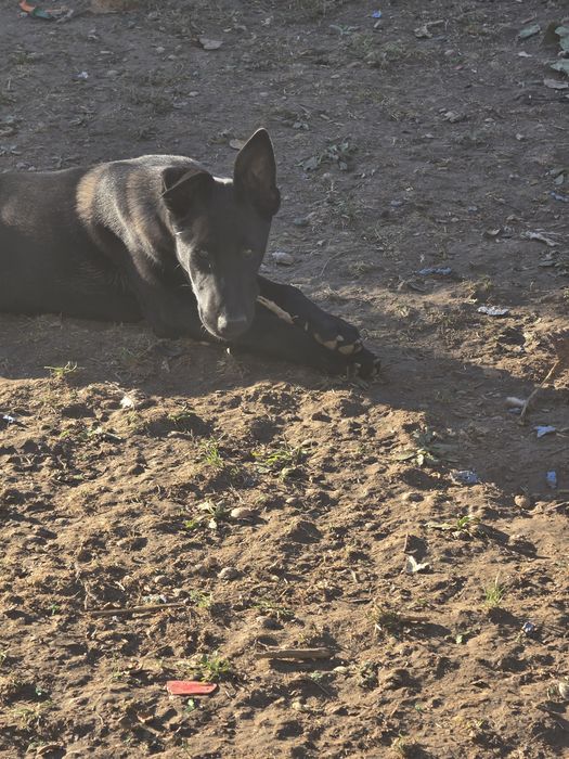 Ciobănesc belgian malinois