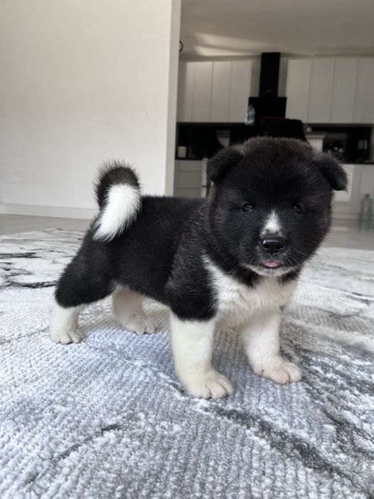 Akita american Mascul
