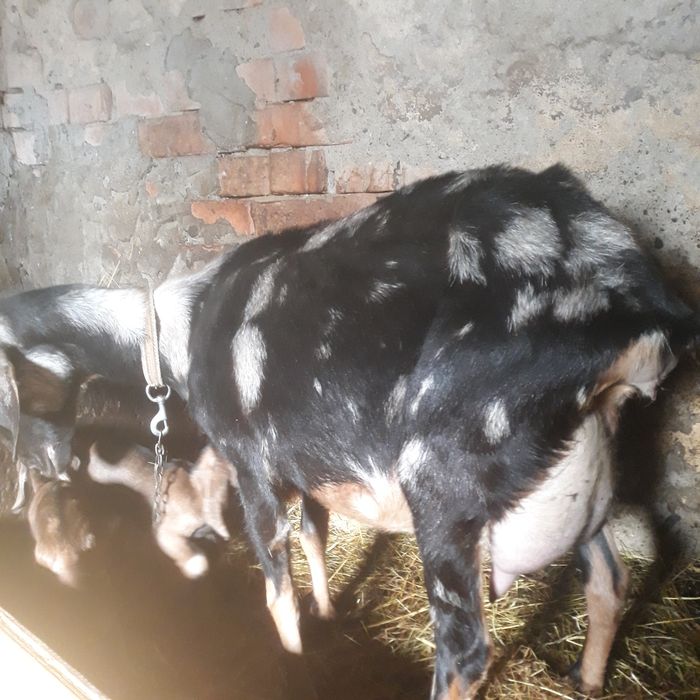 Vând doi tapisori anglonubieni