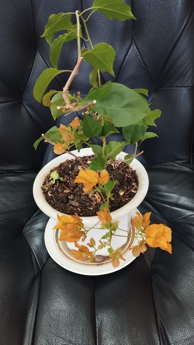 бугенвиллии, строманты, кротоны