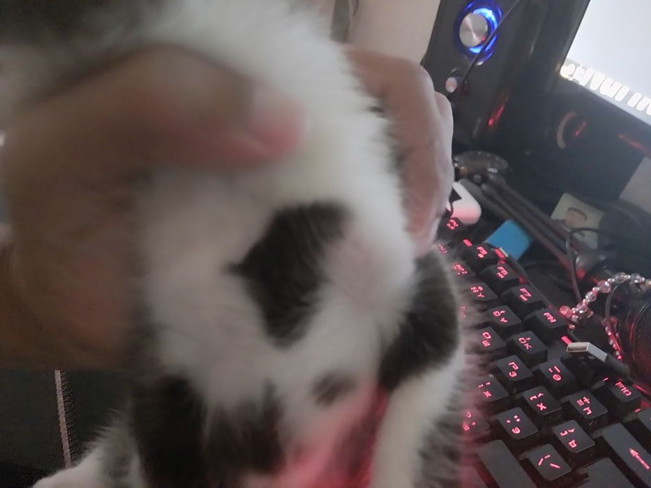 Продам котенка с сердечкой