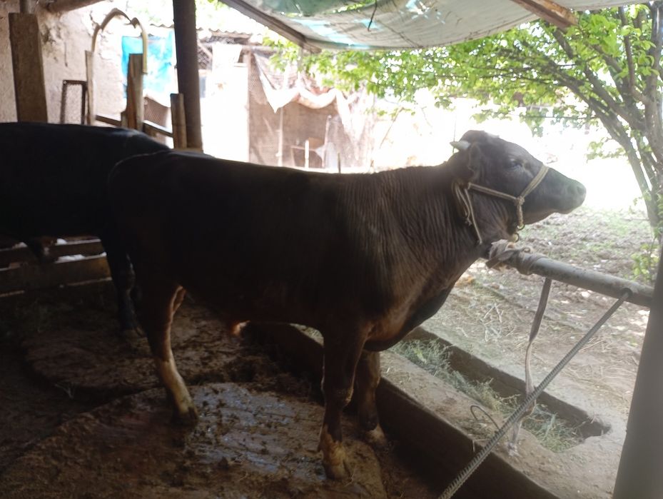 Домашний бычки!!!