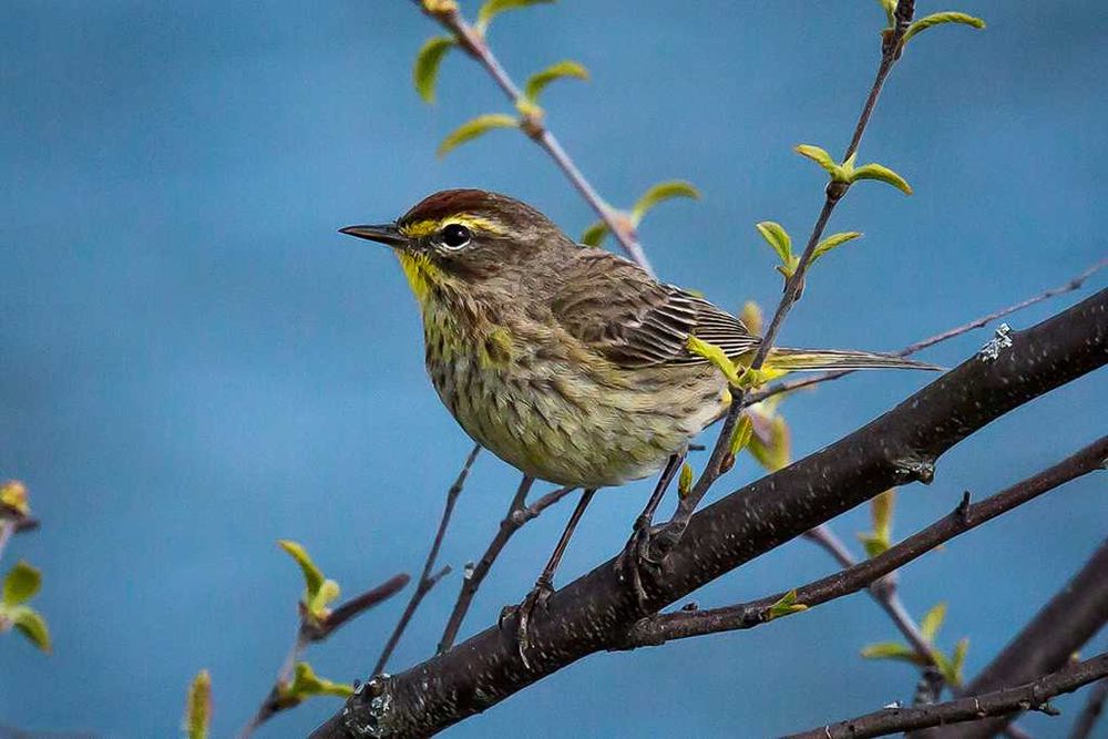 Японски зрителна тръба/телескоп Mеopta 25x70 супер оптика, може+трипод