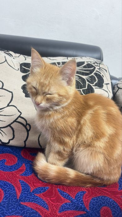 Котенок,  отдам в хорошие руки