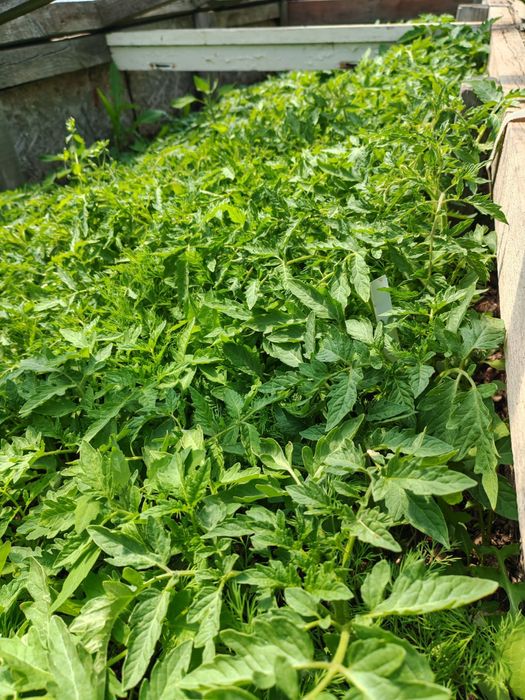 Продам рассаду помидор