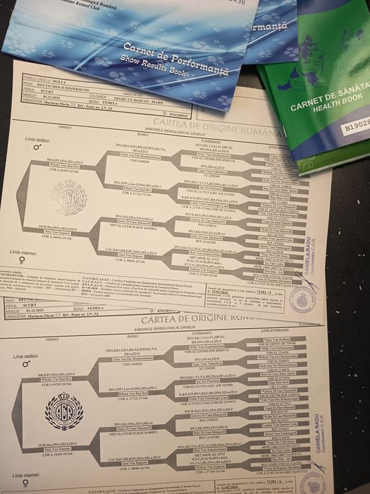Ciobanesc german cu pedigree