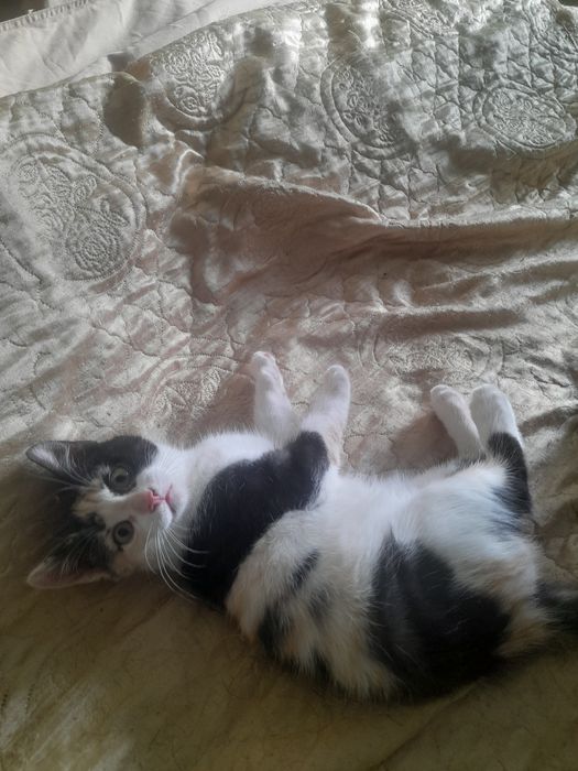 Отдам кошечку  бесплатно.
