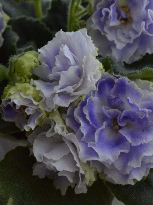 Фиалки сортовые свежесрезанным листом