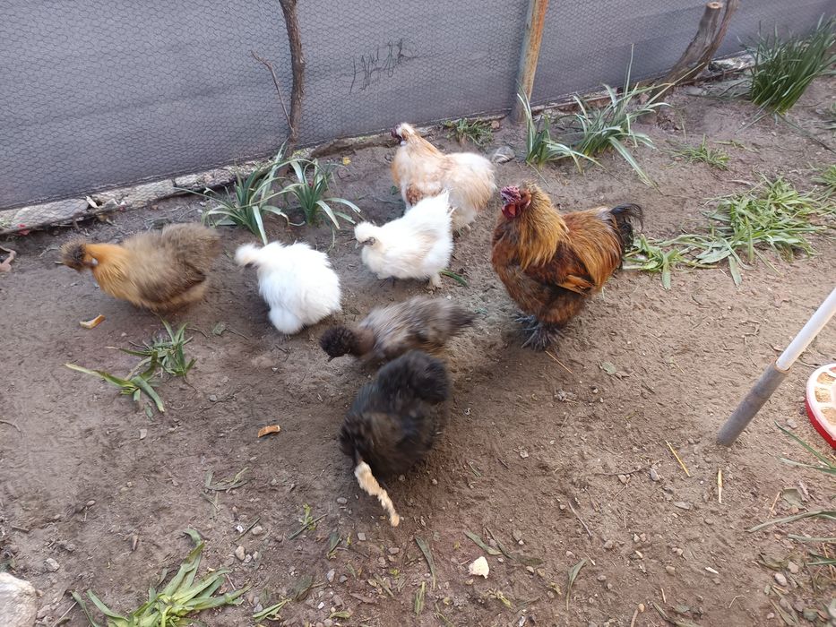 Oua incubat mătase japoneza și cochincina galben pitic