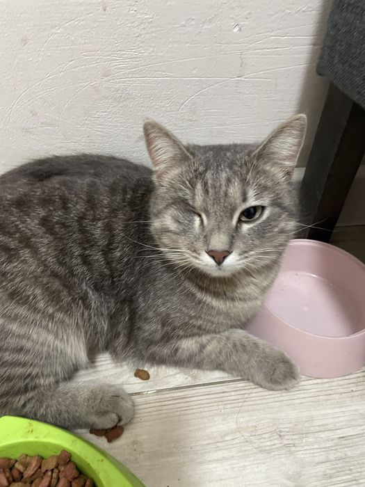 Срочна кошка стерильная