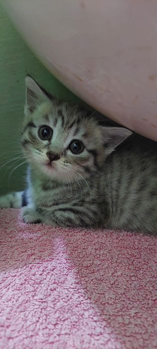 Котята. Г.Шымкент район Казбакалейторг