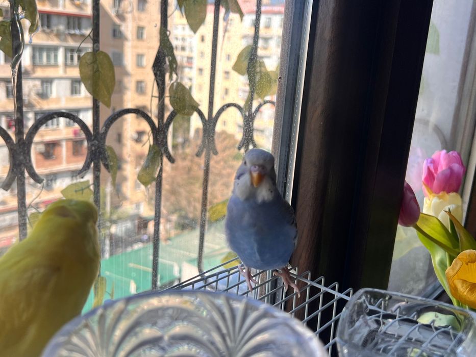 Papugaylar Polruchnoy  Valnisti Волнистый попугай подчех