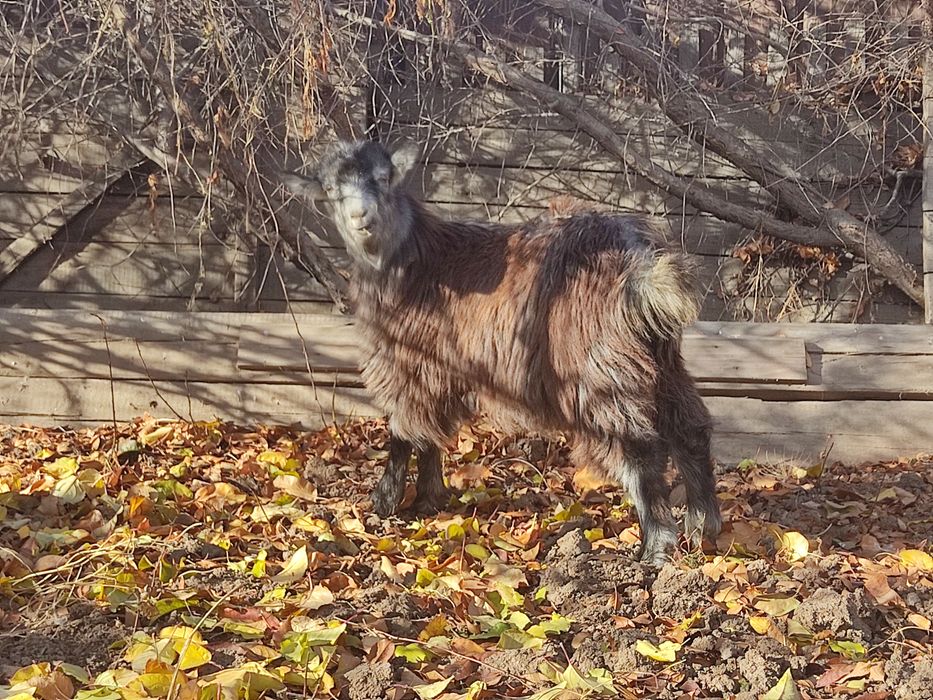 Мақпал Жүнісовамен жыныстық қатынас