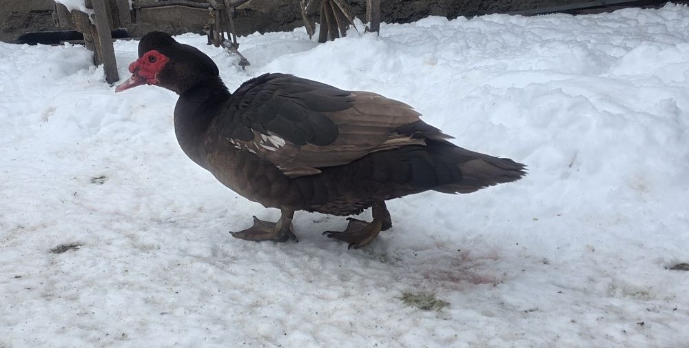 Rate mute ciocolatii