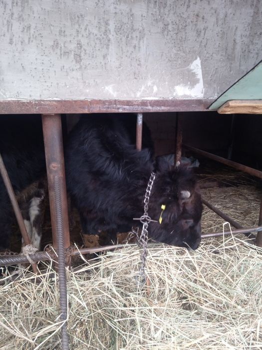 Прада бычка лечить мец