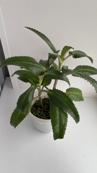 Продам лечебное каланхоэ