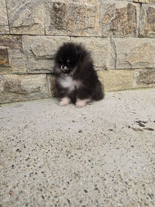 Мини Померан момиче